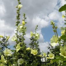 Image result for Alcea rugosa