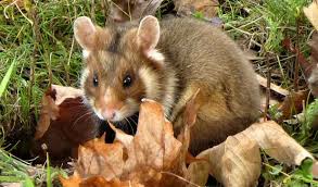 Attēlu rezultāti vaicājumam “Cricetidae”