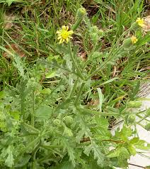 Attēlu rezultāti vaicājumam “Senecio viscosus flower”