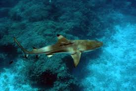 Image result for Carcharhinus melanopterus