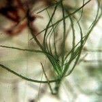 Attēlu rezultāti vaicājumam “Najas minor leaf”