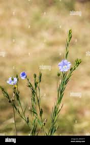 Image result for Linum usitatissimum