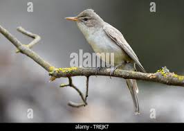 Image result for Hippolais olivetorum