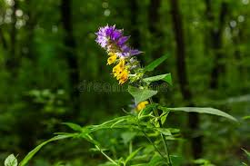 Attēlu rezultāti vaicājumam “Melampyrum nemorosum flower”