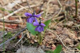 Attēlu rezultāti vaicājumam “Viola uliginosa bud”