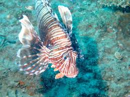 Image result for Simply Scuba