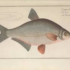 Image result for Blicca bjoerkna