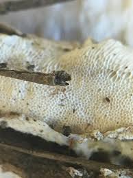 Attēlu rezultāti vaicājumam “Postia rennyi”