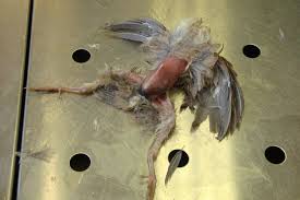 Attēlu rezultāti vaicājumam “Hemitrichia sordivesiculosa sessile”