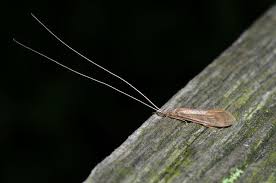 Attēlu rezultāti vaicājumam “Oecetis ochracea”