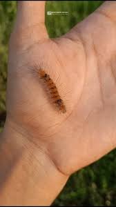 Attēlu rezultāti vaicājumam “Phragmatobia fuliginosa imago”