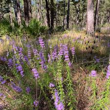 Attēlu rezultāti vaicājumam “Diderma cingulatum young”
