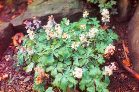 Attēlu rezultāti vaicājumam “Corydalis cava fruit”