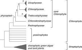 Attēlu rezultāti vaicājumam “Chlorophyta”