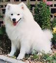 American Eskimo Dogs