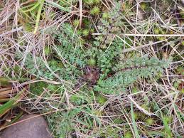 Attēlu rezultāti vaicājumam “Pedicularis palustris fruit”