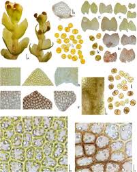 Attēlu rezultāti vaicājumam “Scapania apiculata”