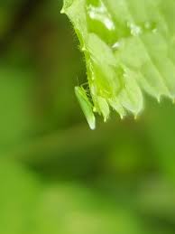 Attēlu rezultāti vaicājumam “Empoasca sp.”