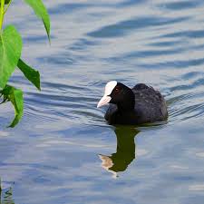 Attēlu rezultāti vaicājumam “Fulica atra adult”