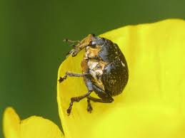 Attēlu rezultāti vaicājumam “Mononychus punctumalbum”