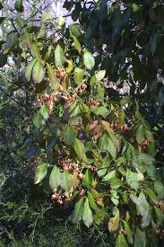 Attēlu rezultāti vaicājumam “Euonymus fruit”