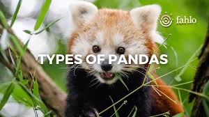 Image result for pandas