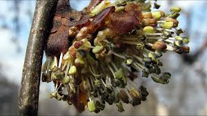 Attēlu rezultāti vaicājumam “Ulmus glabra flower”