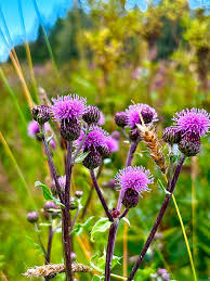 Attēlu rezultāti vaicājumam “Cirsium x rigens flower”