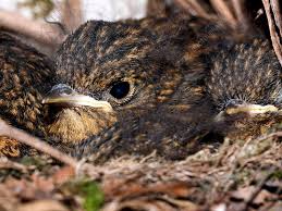Attēlu rezultāti vaicājumam “Erithacus rubecula nest”
