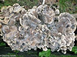 Attēlu rezultāti vaicājumam “Hapalopilus aurantiacus”