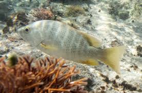 Image result for Lutjanus apodus