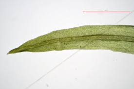 Attēlu rezultāti vaicājumam “Didymodon fallax var. brevifolius”