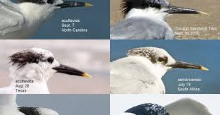 Image result for Sterna acuflavida