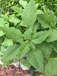 Attēlu rezultāti vaicājumam “Amaranthus retroflexus leaf”