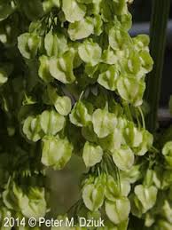 Attēlu rezultāti vaicājumam “Rumex aquaticus bud”