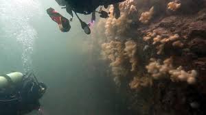 Image result for Aylesbury Ducks Sub Aqua Club