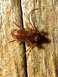 Attēlu rezultāti vaicājumam “Ptinus sp.”