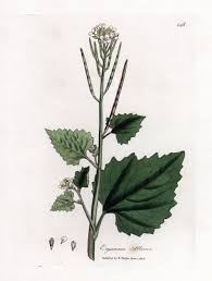 Attēlu rezultāti vaicājumam “Alliaria petiolata”