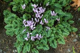 Attēlu rezultāti vaicājumam “Cyclamen hederifolium”