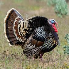 Attēlu rezultāti vaicājumam “Meleagris male”