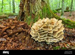 Attēlu rezultāti vaicājumam “Bondarzewia mesenterica”