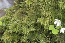 Attēlu rezultāti vaicājumam “Thamnobryum subserratum”