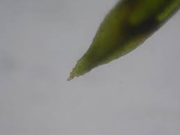 Attēlu rezultāti vaicājumam “Bryoerythrophyllum recurvirostrum”