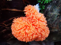 Attēlu rezultāti vaicājumam “Tubifera sp.”