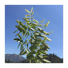 Attēlu rezultāti vaicājumam “Gymnocladus dioicus”