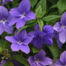 Image result for Browallia speciosa