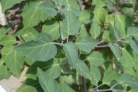 Attēlu rezultāti vaicājumam “Echinocystis lobata leaf”