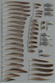 Attēlu rezultāti vaicājumam “Anthus trivialis adult”