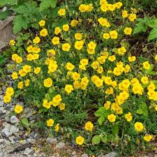 Attēlu rezultāti vaicājumam “Helianthemum x hybridum”