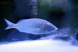 Image result for Lithognathus lithognathus